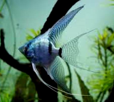 Angelfish - Metallic Powder Blue - Small